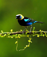 Golden hooded tanager