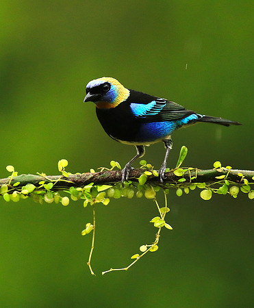 Golden hooded tanager
