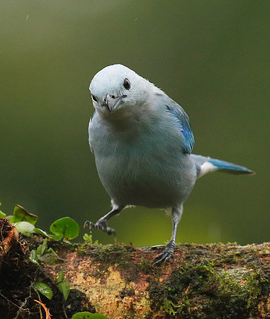 Blue-grey tanager