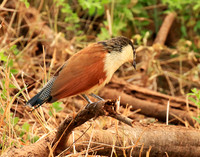 Burchells coucal (Parfuri)