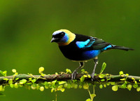 Golden hooded tanager