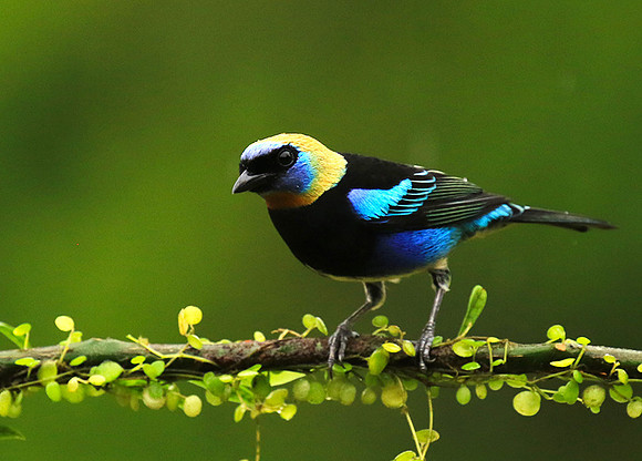 Golden hooded tanager