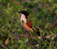 Burchells coucal (Parfuri)