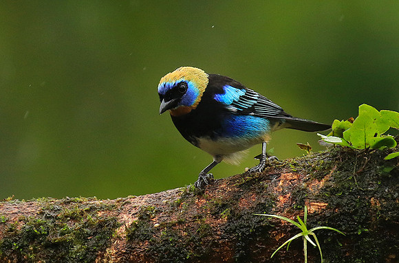 Golden hooded tanager