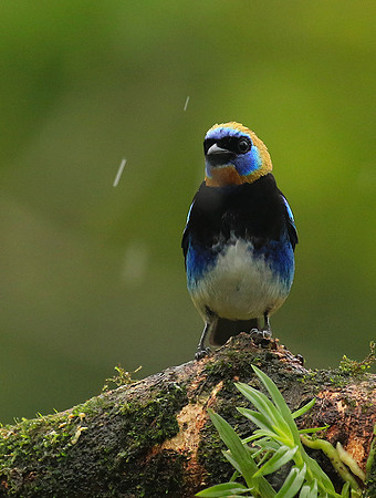 Golden hooded tanager