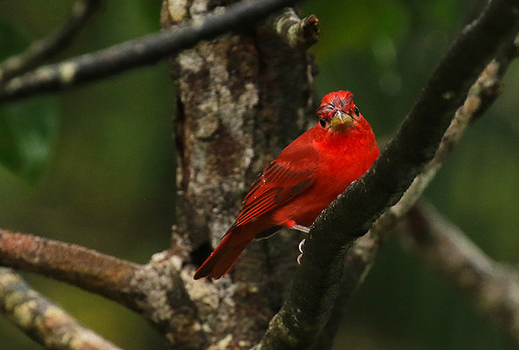 Summer tanager