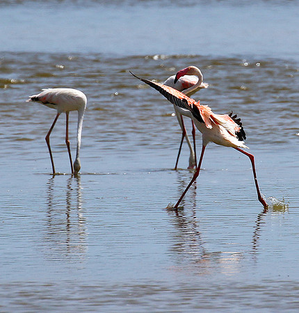 Flamingos