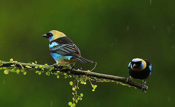Golden hooded tanager