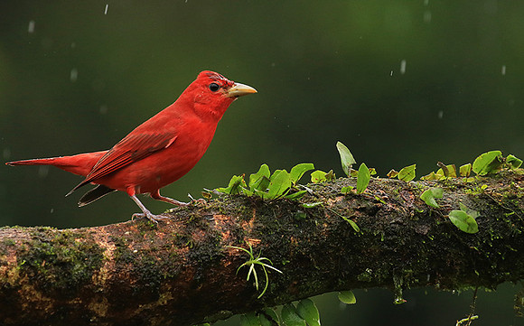 Summer tanager