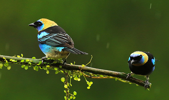 Golden hooded tanager
