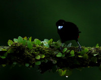 Passarini's tanager (tangara à croupion rouge)