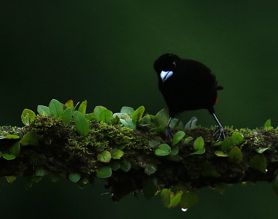Passarini's tanager (tangara à croupion rouge)