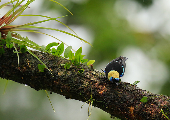 Golden hooded tanager