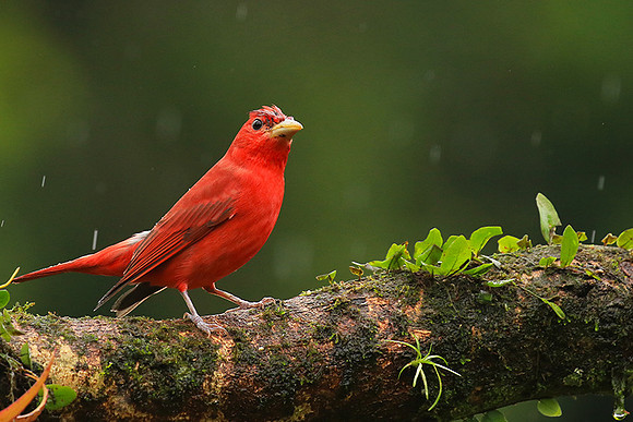 Summer tanager