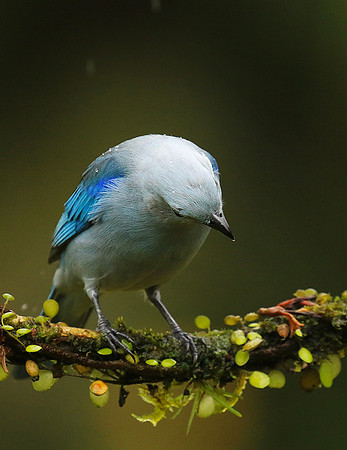 Blue-grey tanager