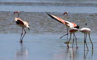 Flamingos
