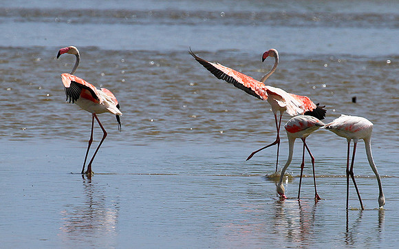 Flamingos