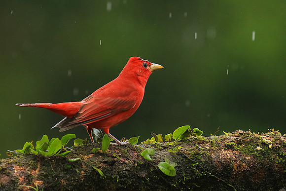 Summer tanager