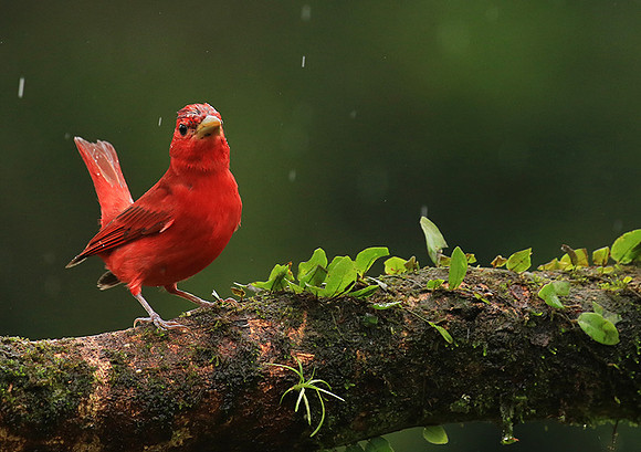 Summer tanager