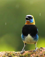 Golden hooded tanager