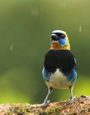 Golden hooded tanager