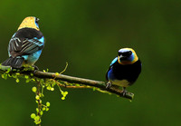 Golden hooded tanager
