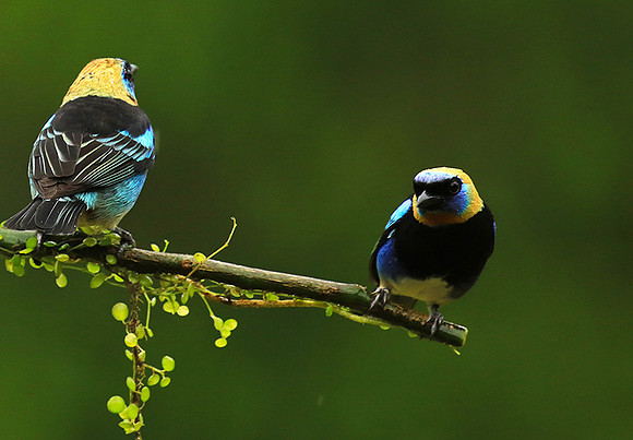 Golden hooded tanager