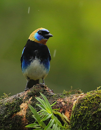 Golden hooded tanager