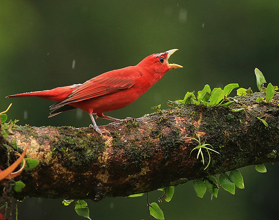 Summer tanager