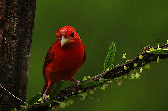 Summer tanager