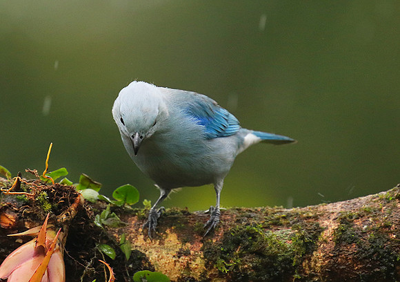 Blue-grey tanager