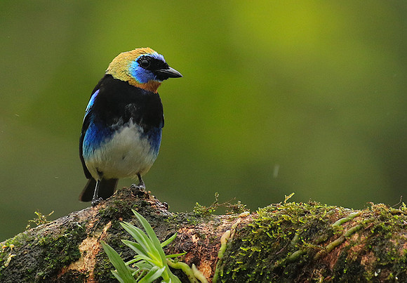 Golden hooded tanager