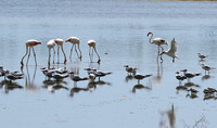 Flamingos
