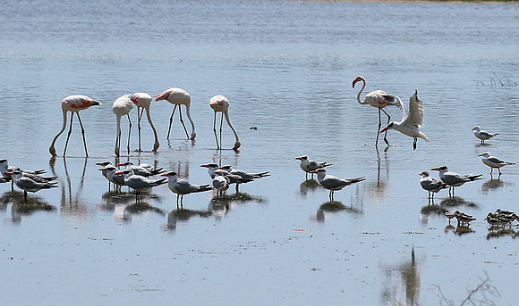 Flamingos