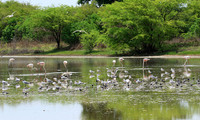 Flamingos