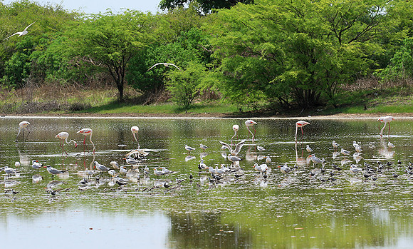 Flamingos
