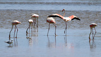 Flamingos
