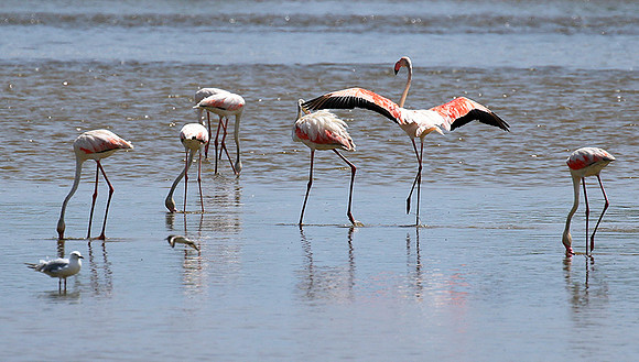 Flamingos