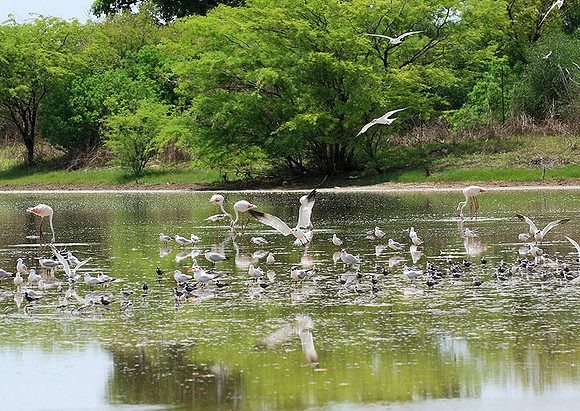 Flamingos