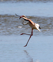 Flamingos