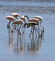 Flamingos