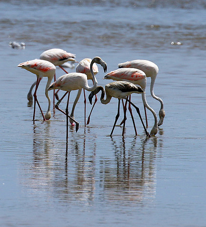 Flamingos