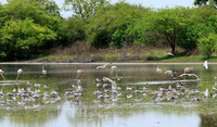 Flamingos