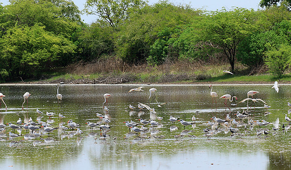 Flamingos