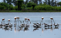 Flamingos