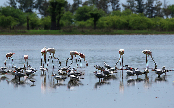 Flamingos
