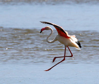 Flamingos
