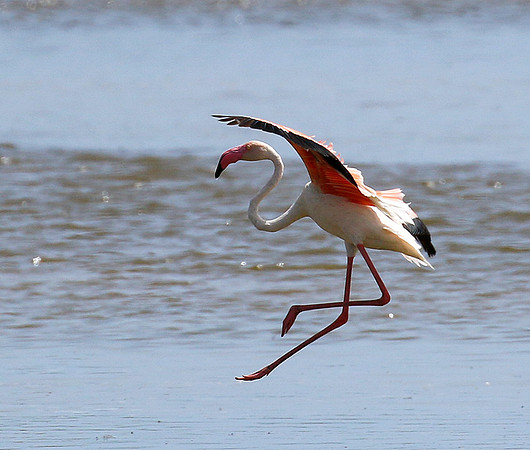 Flamingos