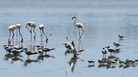 Flamingos