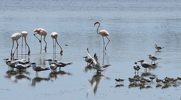 Flamingos